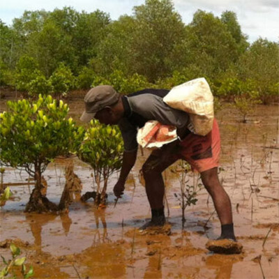 mangrove restoration project
